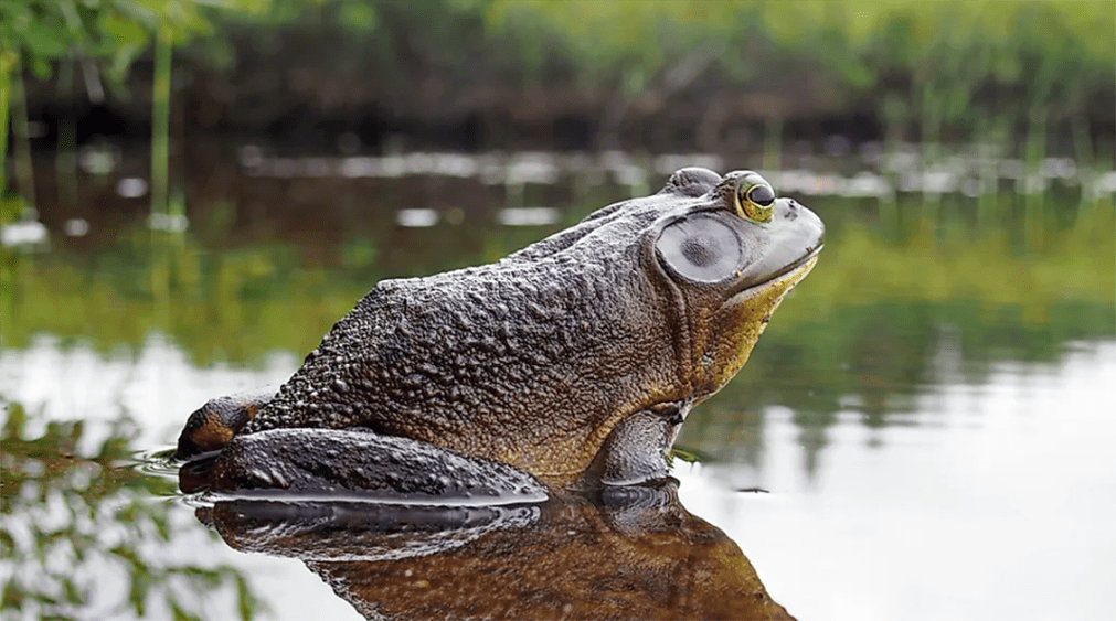 frog-2