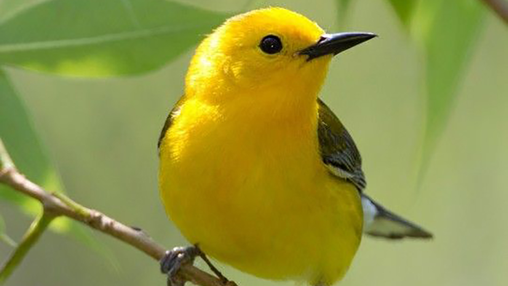 bird