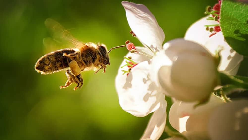 bee