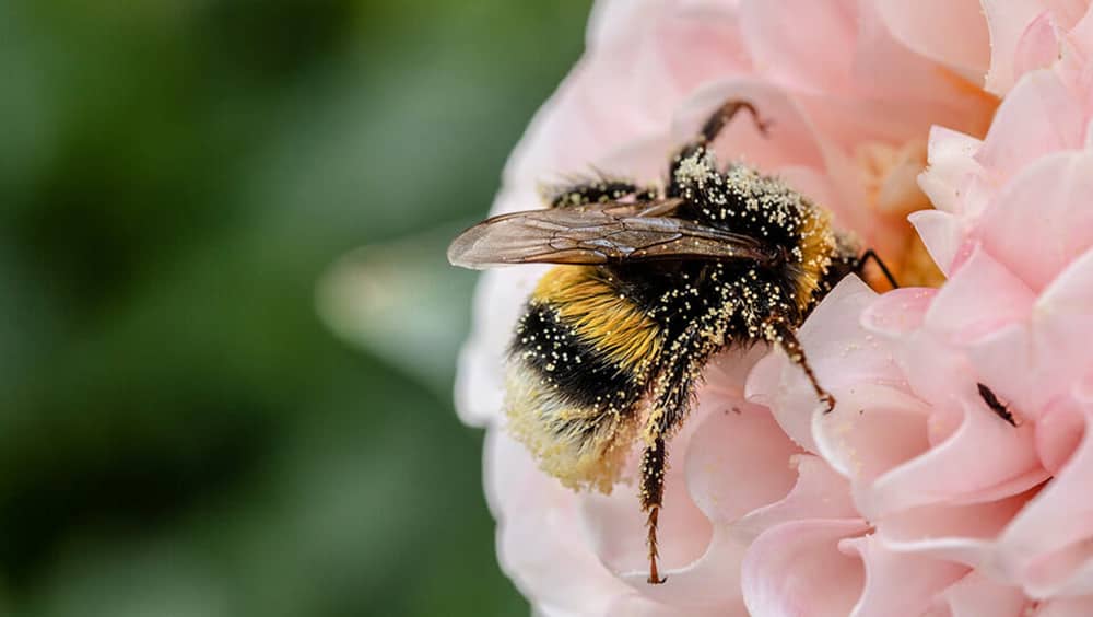 pollination_bumblebee