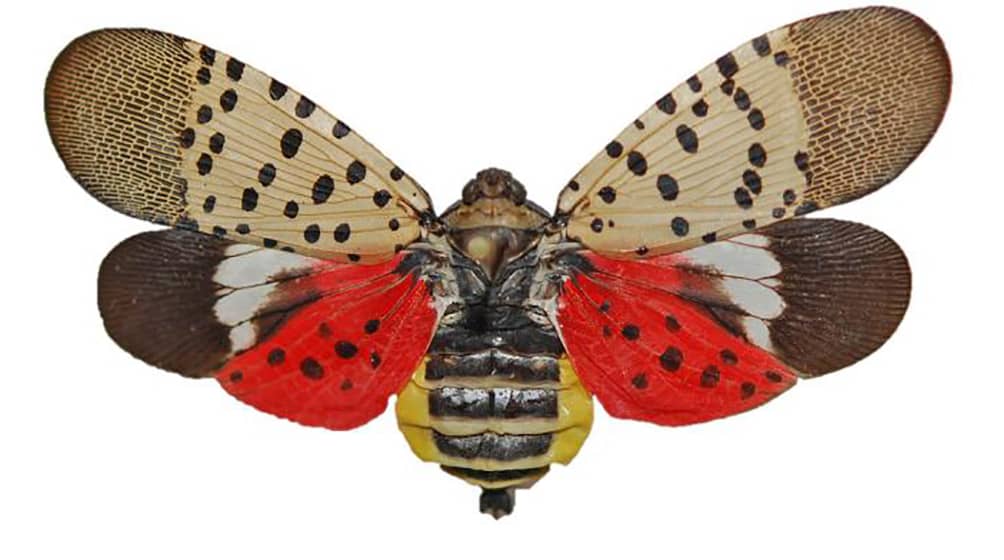 laternfly