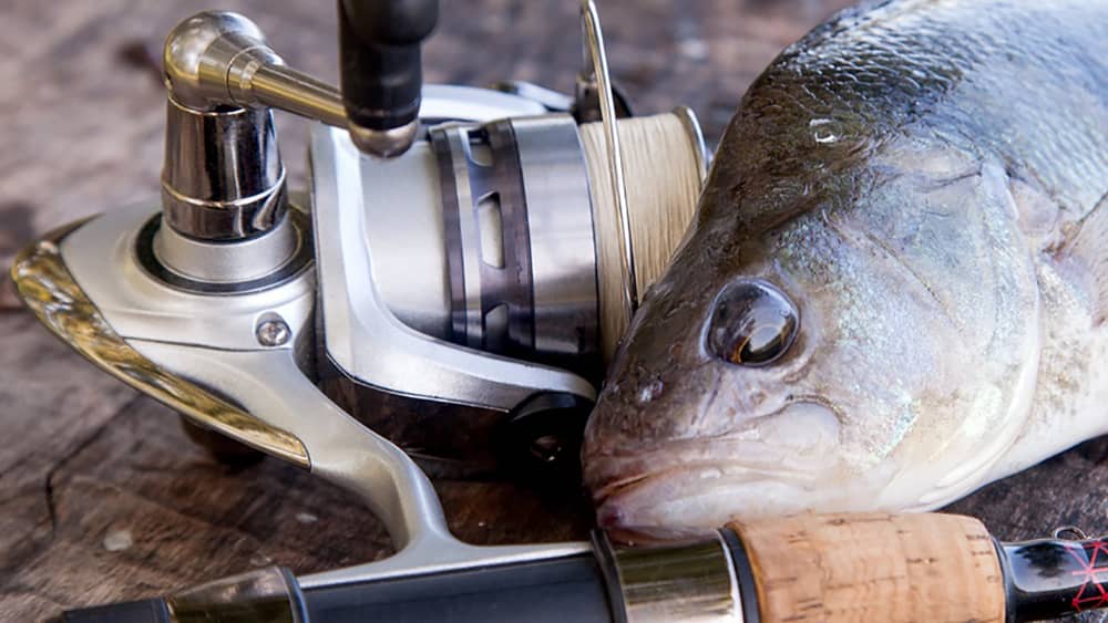 close-up-view-of-big-freshwater-perch-and-fishing-equipment-on-wooden-background
