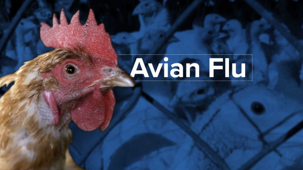 bird-flu-avian-flu-mtn-graphic