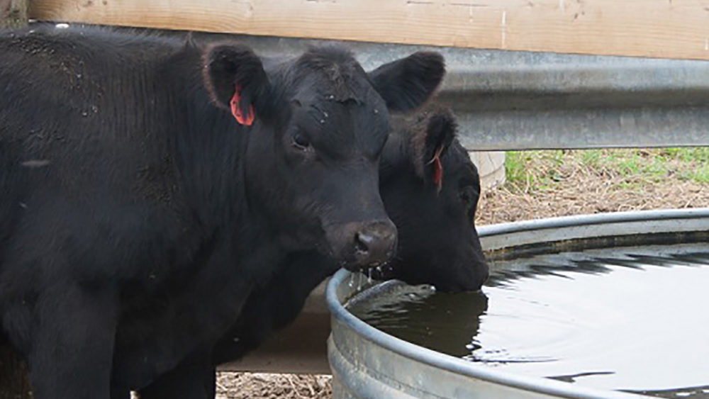 Water, shade help prevent heat stress in cattle
