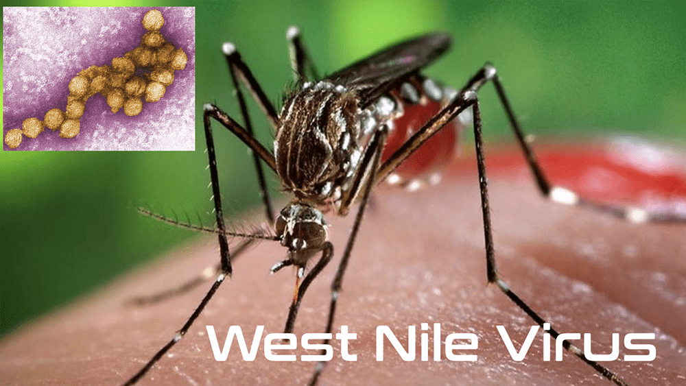 west-nile-virus