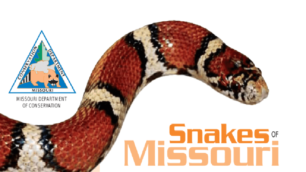 Learn About Missouri's Venomous Snakes At MDC Virtual Program | Eagle102