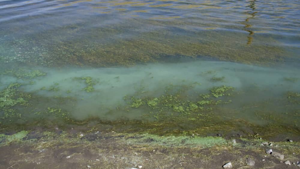 illinois-algae