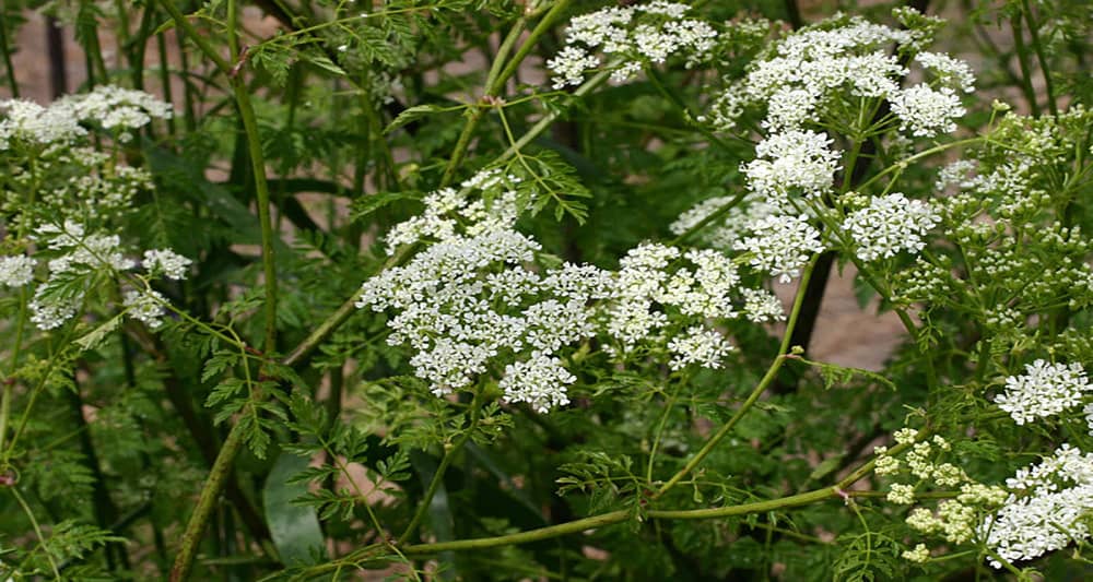 Highly toxic poison hemlock in full bloom | Eagle102