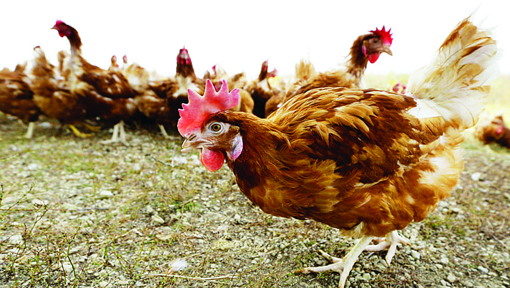 Illinois State Fair cancels live poultry show