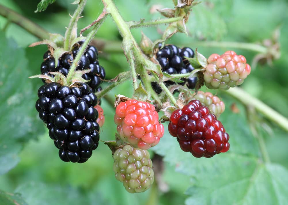 blackberrys-2