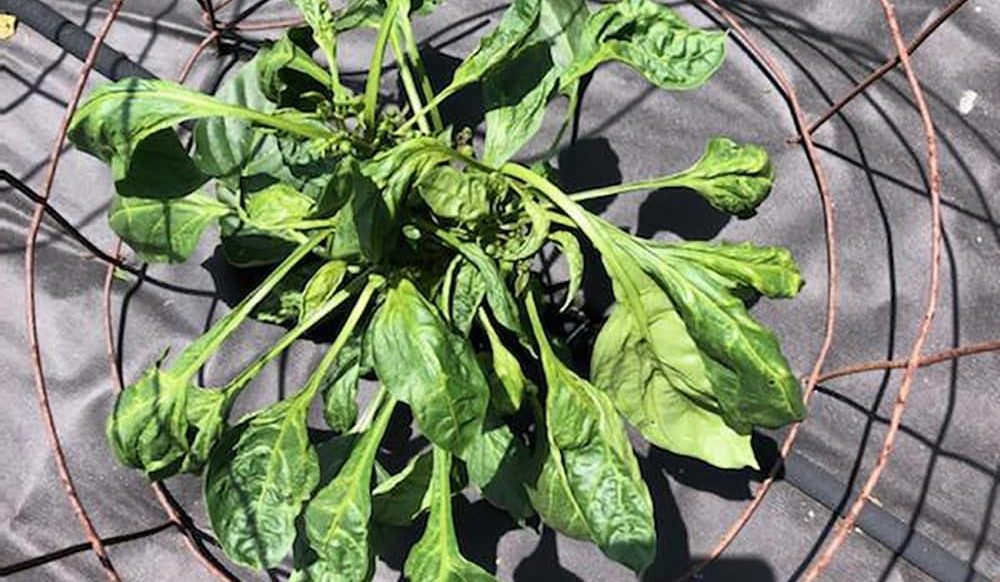 broad-mite-on-pepper