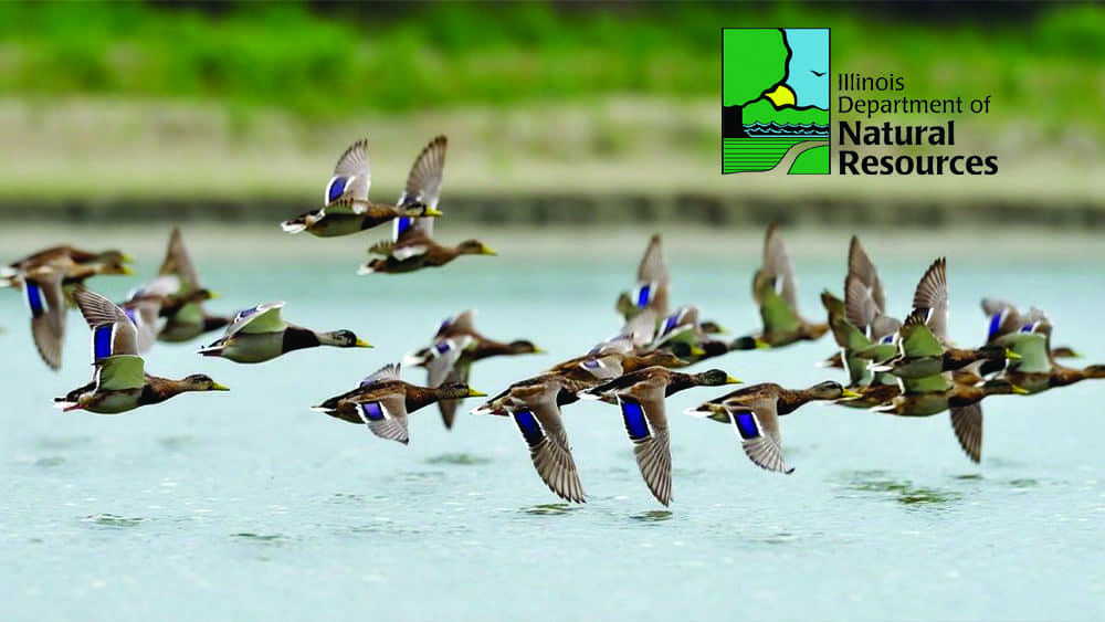 Illinois dept of natural resources announces schedule of waterfowl