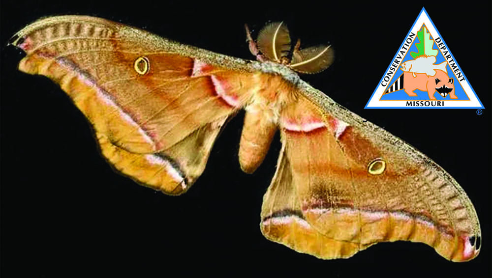 moth
