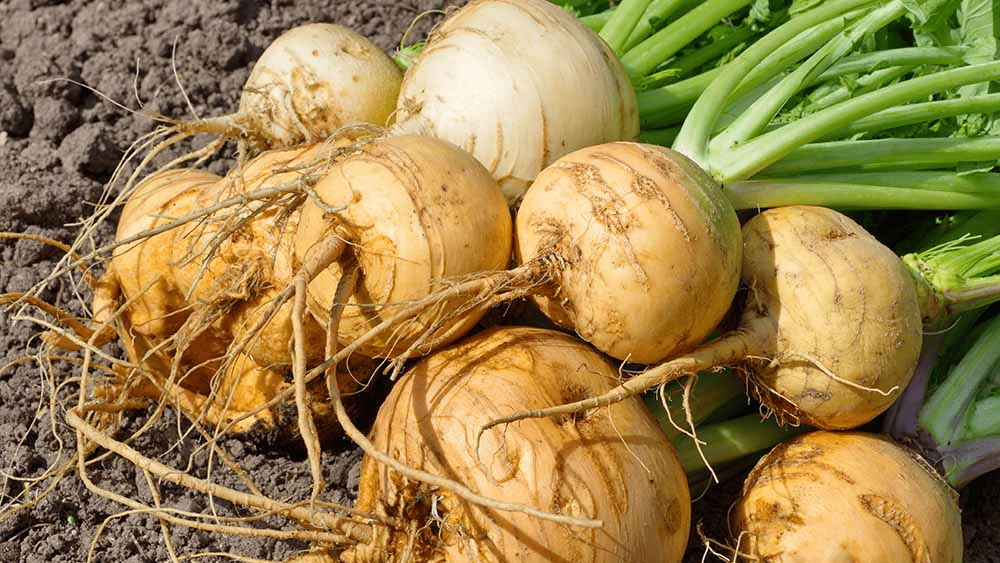 turnip