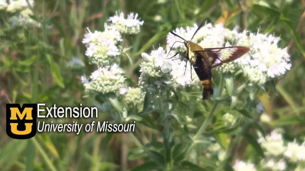 hummingbird-moth
