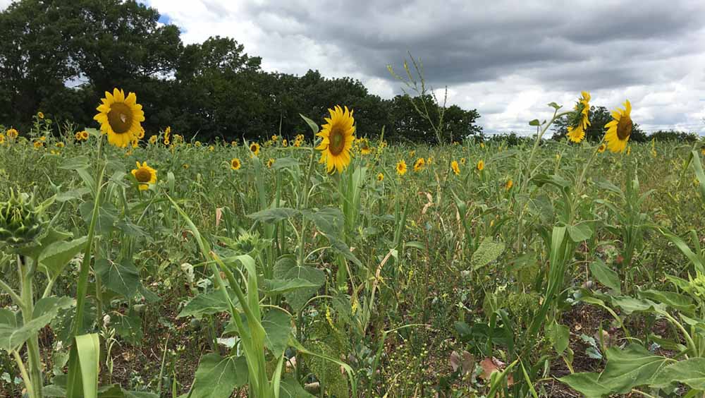 cover-crops-add-diversity2