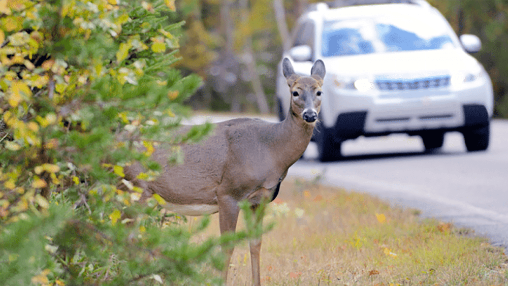 deer-car