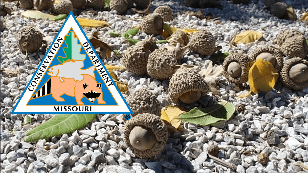 bur-oak-acorns