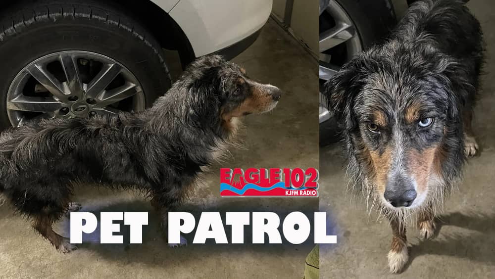 adams-found-dog