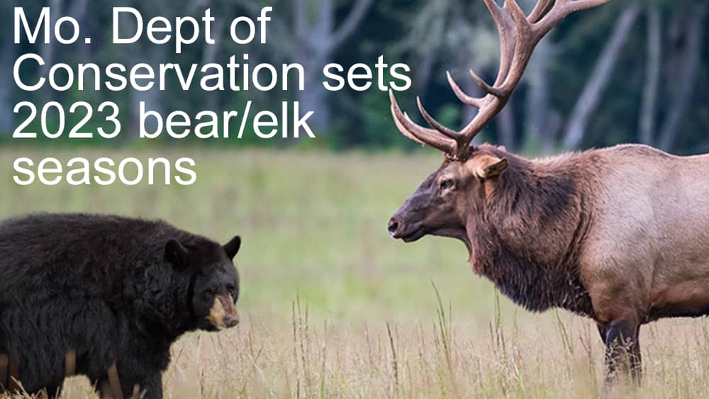 bear-elk-season
