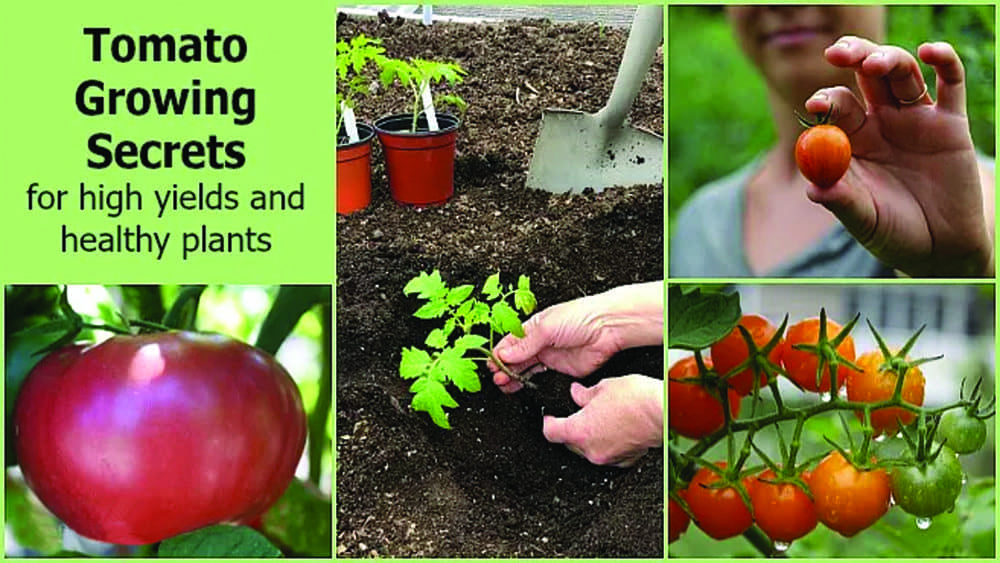 Tomato questions & answers Eagle102