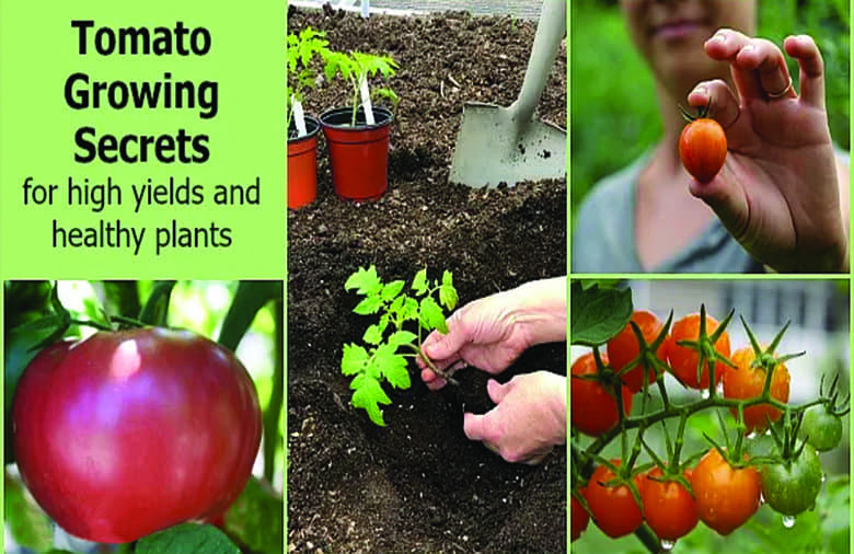 tomato-class-event-image