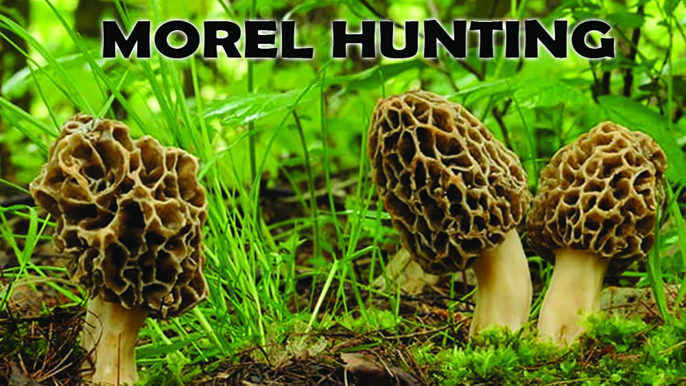 It's time for morels! Eagle102
