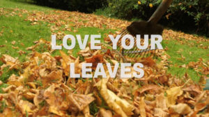 leave-your-leaves