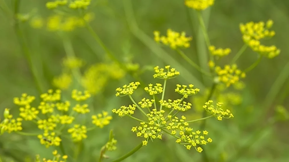 Identify, avoid, and manage troublesome wild parsnip