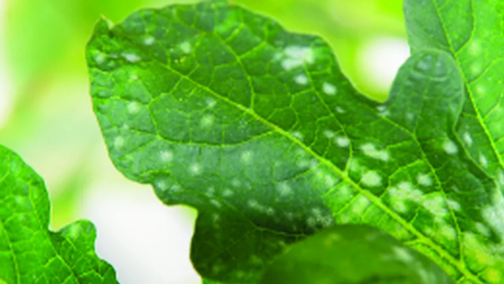 plant-clinic