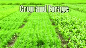 mu-crop-and-foliage-chat-copy
