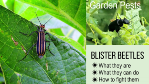 blister-beetles