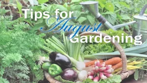 august-gardening