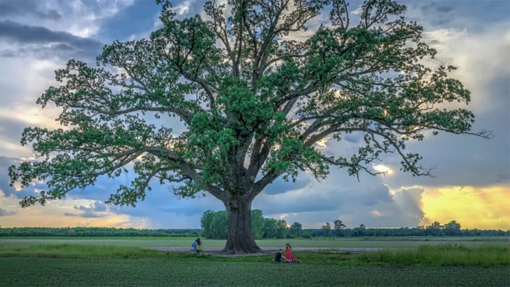 missouri-white-oak