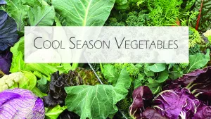 cool-season-veggies