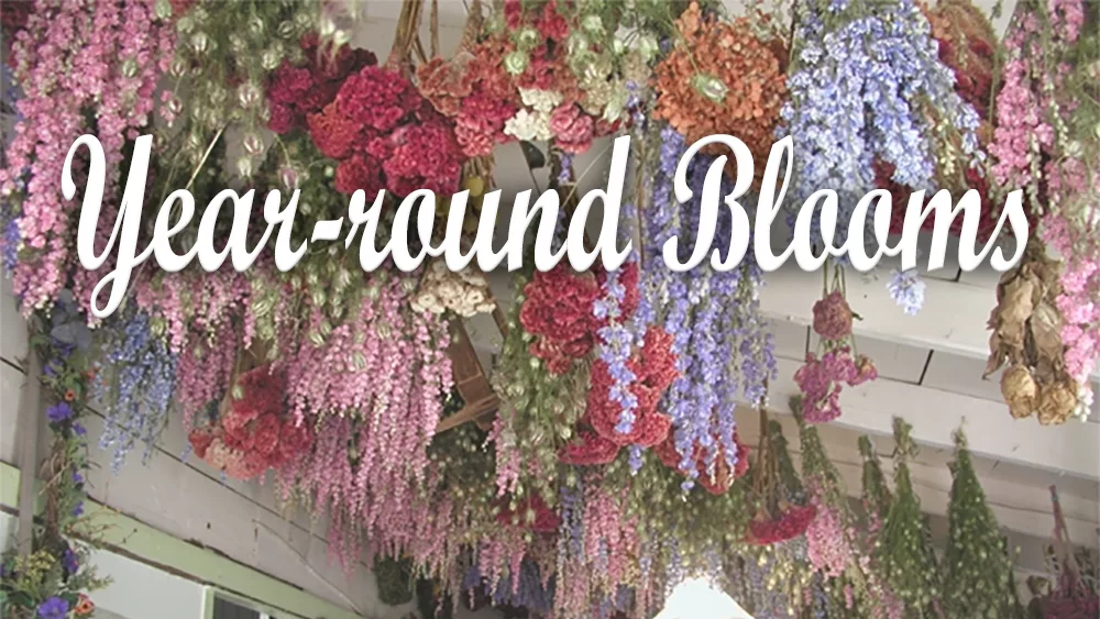 blooms
