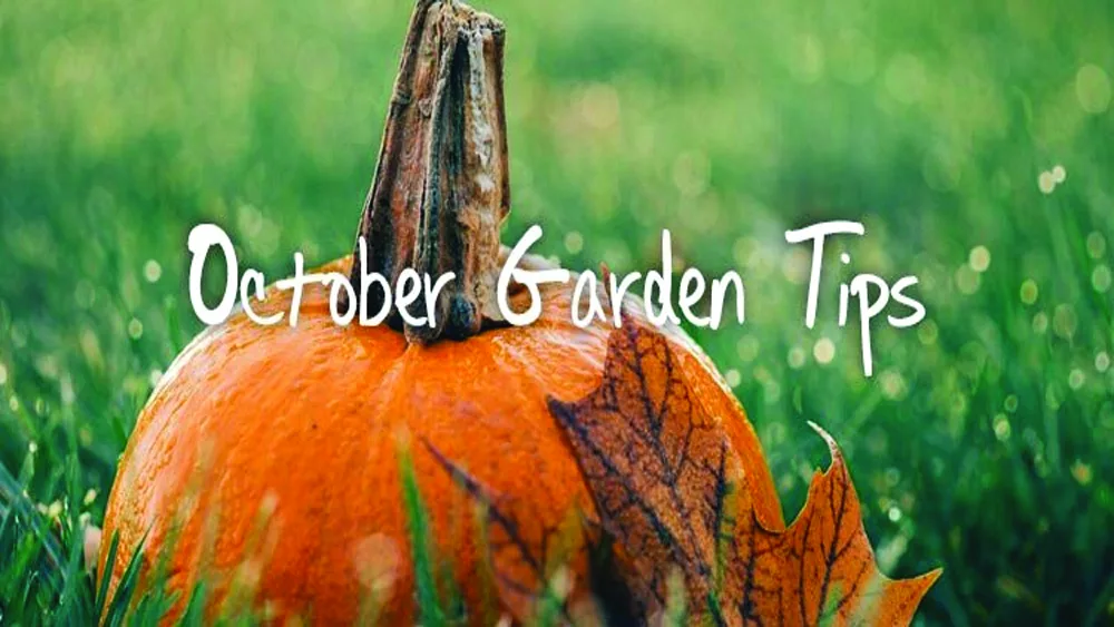 october-gardening-tips