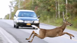 deer-car-accidents