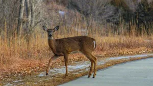 deer-illinois