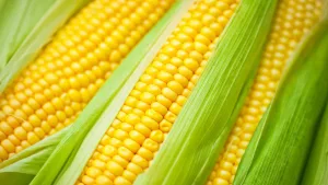 corn-belt-2-copy