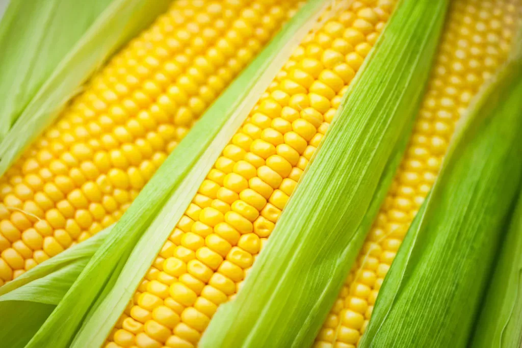 corn-belt-2-copy