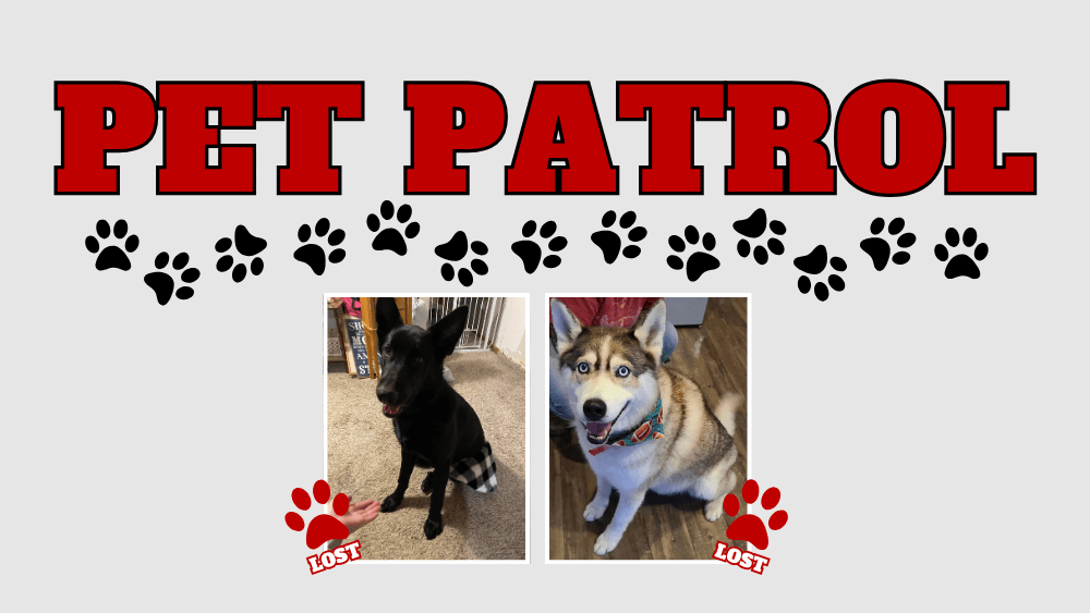 PET PATROL: Help get Faen and Rip home!