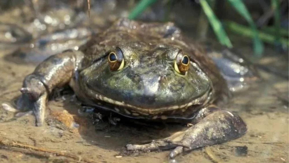 frog-3