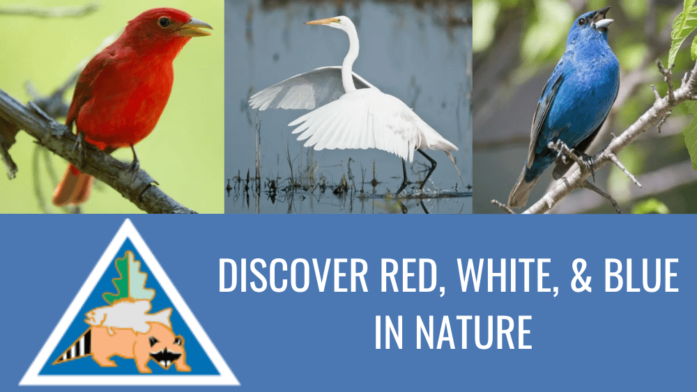discover-red-white-and-blue-in-nature