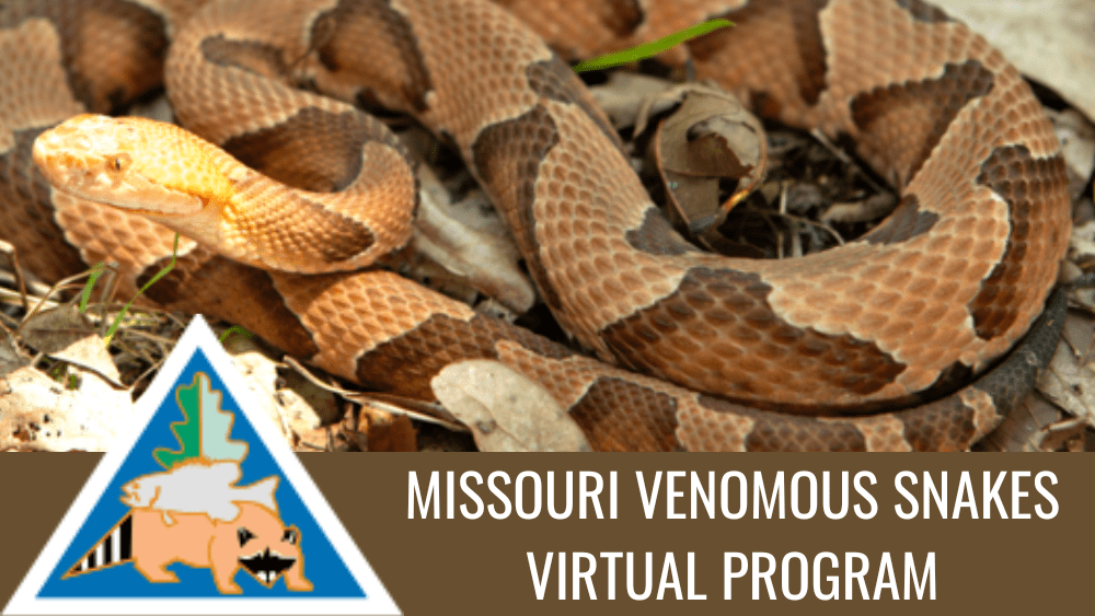 Learn about Missouri’s venomous snakes at July 9 Missouri Department of Conservation virtual program