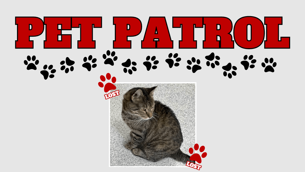 pet-patrol-boogie