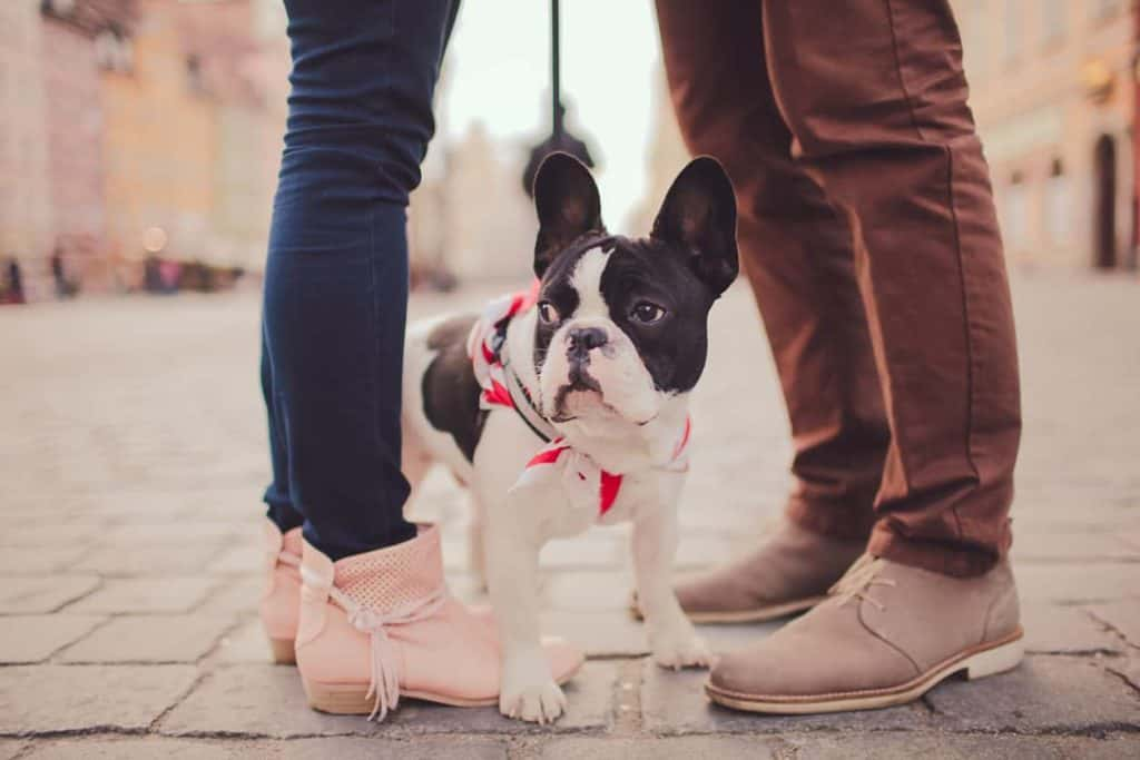 'Dig' Dating App Helps Doggy Lovers Connect And Find Love Channel 94.