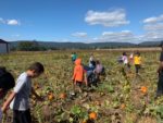Over 9 acres of 25+ varieties of pumpkins!