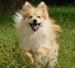 Experience the joy of training with your dog at Peaceable Paws