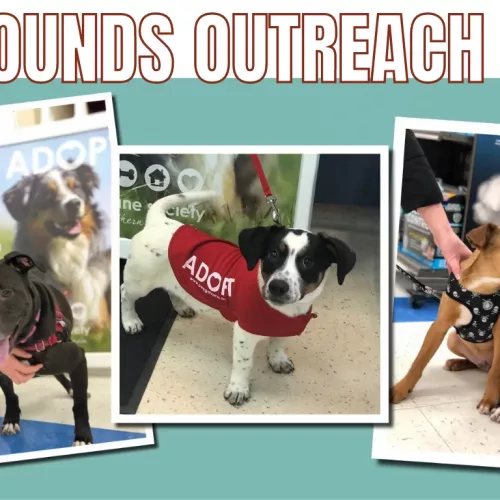 mounds-adoption-event-png-5